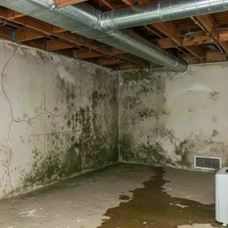 Professional Mold Removal in Magoffin County, KY